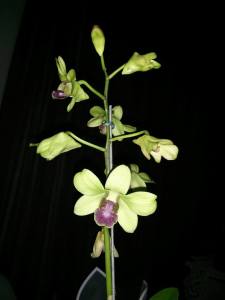 Dendrobium burana jade