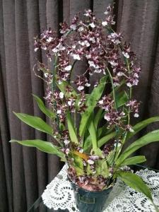 Oncidium sharry baby - orquídea chocolate